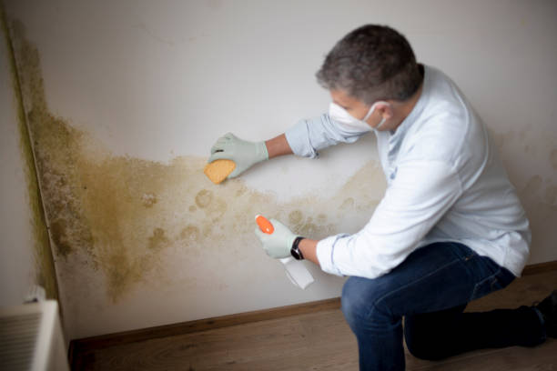 Best Comprehensive Air Testing for Mold Contaminants  in Onset, MA