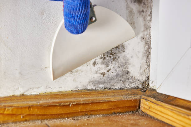 Asbestos and Lead Testing During Mold Inspection in Onset, MA