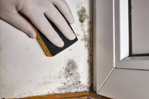 Best Attic Mold Removal  in Onset, MA